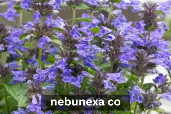Nebunexa Co