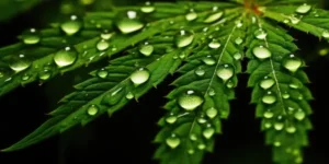 5StarsStocks.com Cannabis