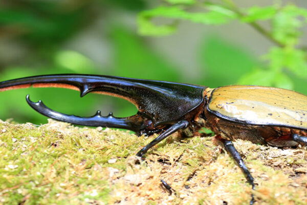 Hercules Beetle