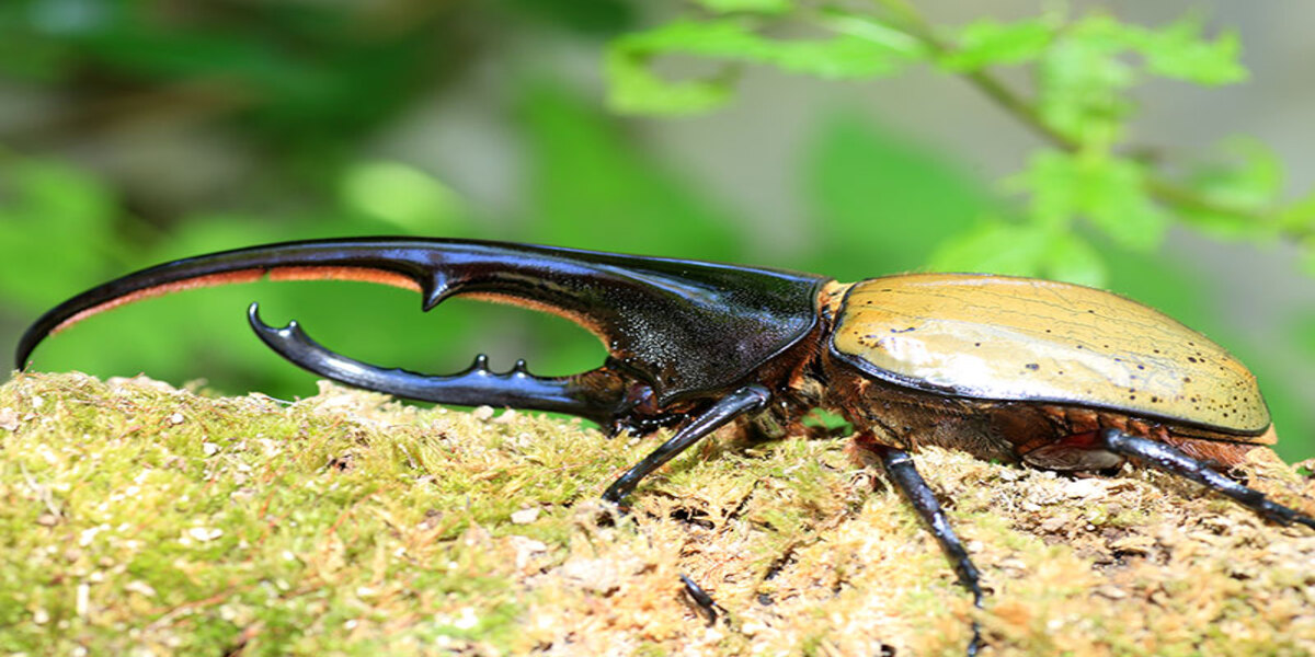 Hercules Beetle